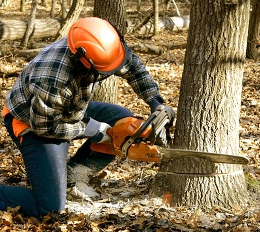 Tree Removal in Chesapeake Beach, MD